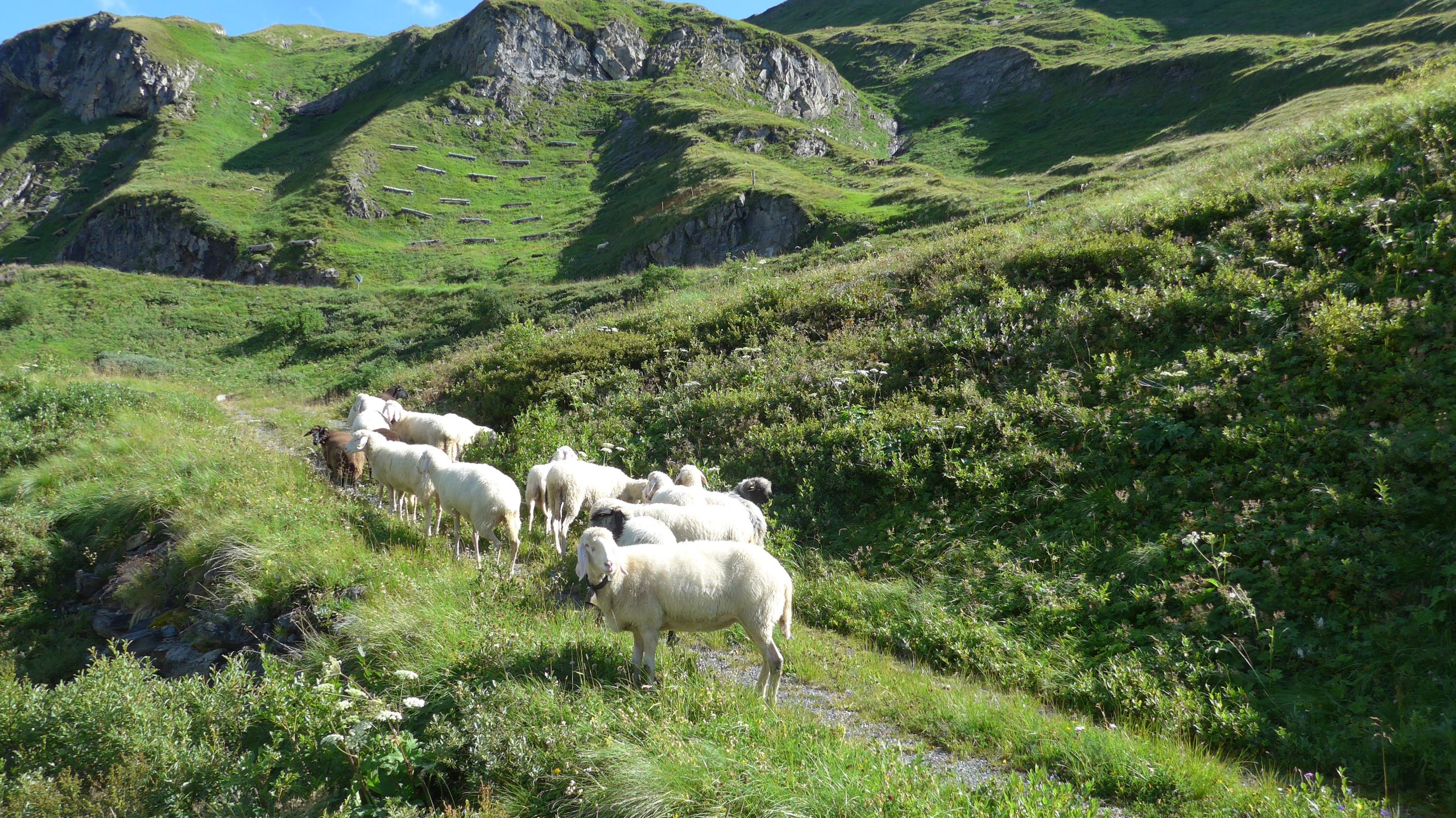 Schafe zwischen Glockner– und Pasterzenhaus